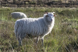 White horned Heidschnucken (Ovis gmelini) in the moor, Emsland, Lower Saxony, Germany, Europe