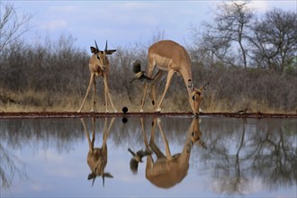 Black Heeler Antelope (Aepyceros melampus), young male, female, at the water, alert, drinking,