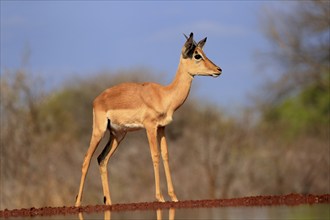 Black Heeler Antelope (Aepyceros melampus), young male, at the water, alert, Kruger National Park,