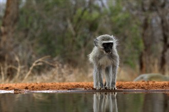 Vervet Monkey (Chlorocebus pygerythrus), adult, drinking, at the water, Kruger National Park,