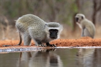 Vervet Monkey (Chlorocebus pygerythrus), adult, drinking, at the water, Kruger National Park,