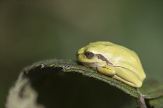 Tree frog (Hyla arborea), Lower Saxony, Germany, Europe