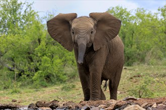 African elephant (Loxodonta africana), young animal, at the water, Kruger National Park, Kruger