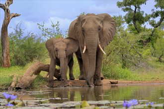 African elephant (Loxodonta africana), juvenile, mother, adult, female, mother with juvenile, at