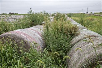 Tina, Missouri - Weeds growing among hay bales in a farm field.