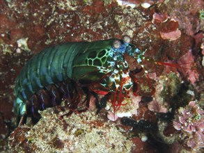 Green-red mantis shrimp, clown mantis shrimp (Odontodactylus scyllarus) in vivid colours, on coral