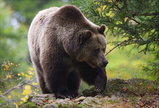 Brown bear (Ursus arctos) running over a rock, captive, Neuschönau enclosure, Bavarian Forest