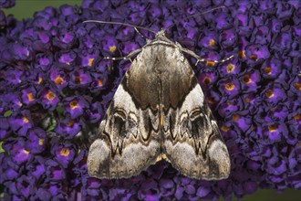 Moth yellow bands underwing (Catocala fulminea) resting on butterfly bush (Buddleja) spreads a