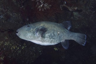 Fish with dark, patterned body, blue spotted pufferfish (Arothron caeruleopunctatus), pufferfish,