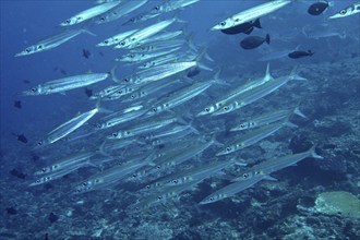 School of fish, bigeye barracuda (Sphyraena forsteri), moving through the blue water of the sea,