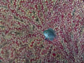 Juvenile black damselfish (Pomacentrus nigromarginatus) swimming in front of a red soft coral in