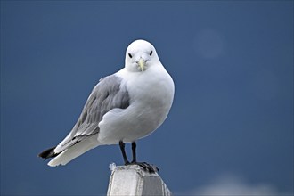 Black-legged kittiwake (Rissa tridactyla), Prince William Sound