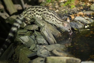 Common genet (Genetta genetta) at the shore of a lake, wildlife in a forest, Montseny National