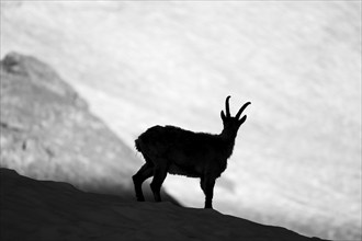 Alpine ibex (Capra ibex), silhouette in front of snowfield, black and white photograph, Mont Blanc