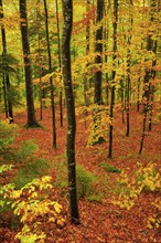 Wet beech forest in autumn on the Weissenstein, Swiss Jura in the canton of Solothurn, Switzerland,