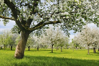 Apple tree orchard in full bloom, Canton Thurgau, Switzerland, Europe