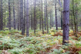 Coniferous trees and bracken growing in forest, Rendlesham Forest, Suffolk, England, UK