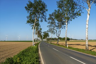 Birch avenue, country road, near the village of Katzem, Heinsberg district, wind farm, North