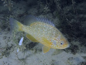 A pumpkinseed sunfish (Lepomis gibbosus), invasive species, swims across the sandy bottom