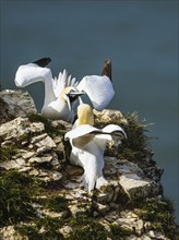 Northern Gannet, Morus bassanus, birds on cliff