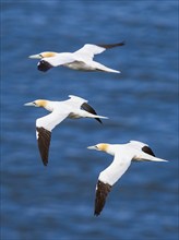 Northern Gannet, Morus bassanus, birds in flight over sea