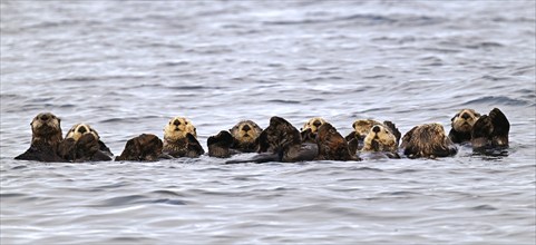 Several sea otters (Enhydra lutris) swimming on their backs in the Pacific Ocean, Vancouver Island