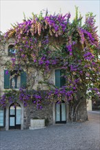 House facade with colourful Bougainville flowers, house, old town, architecture, city trip,