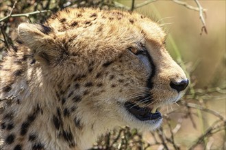 Cheetah (Acinonyx jubatus) portrait in Africa, Maasai Mara National Reserve, Kenya, Africa