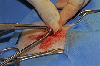 Vet, castration of a dog, male dog, suturing the wound after the operation