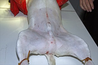 Vet, castration of a dog, male dog