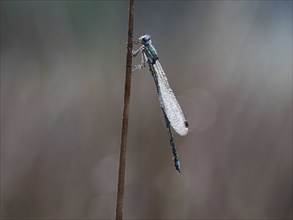 Emerald Damselfly (Lestes sponsa) sits on a rush stalk, the first rays of sunlight dry the wings,