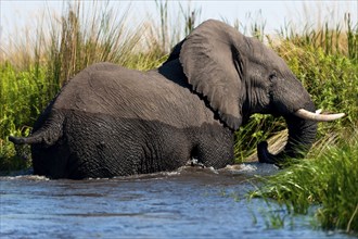 Elephant (Loxodonta africana), on the run, fear, danger, running, river, dangerous, wild animal,