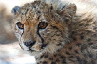 A 6-month-old cheetah (Acinonyx jubatus), young animal, predator, big cat, facial expression, head,