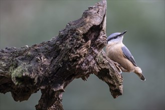 Nuthatch (Sitta europaea), Emsland, Lower Saxony, Germany, Europe