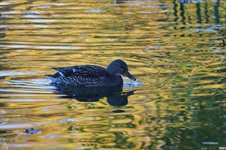 Ducks on a lake in autumn, Germany, Europe