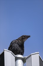 Carrion crow (Corvus corone), sitting on a light-coloured loudspeaker, looking to the right, beak