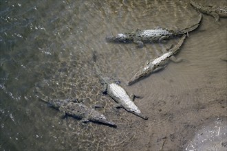 American crocodile (Crocodylus acutus) swimming in the water, from above, Rio Tarcoles, Carara