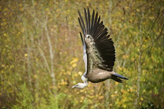 Eurasian griffon vulture (Gyps fulvus) flying, Bavaria, Germany, Europe