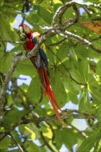 Scarlet macaws (Ara macao) in bengal almond (Terminalia catappa), Puntarenas province, Costa Rica,