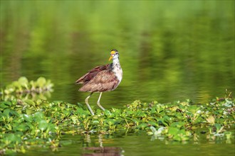 Yellow-fronted Jacana runs on aquatic plants, Tortuguero National Park, Costa Rica, Central America