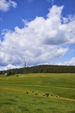 Small wind turbine in a meadow landscape with brown dairy cows under a blue sky with cumulus clouds