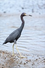 Little blue heron (Egretta caerulea), walking on the beach in the water, Corcovado National Park,