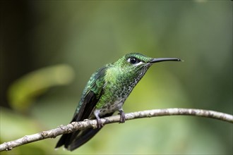 Green-crowned brilliant (Heliodoxa jacula), adult female sitting on a branch, Monteverde Cloud