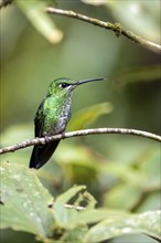 Green-crowned brilliant (Heliodoxa jacula), adult female sitting on a branch, Monteverde Cloud