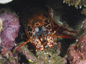 Close-up of a clown mantis shrimp (Odontodactylus scyllarus) in a coral environment, dive site