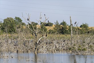 Cormorant colony on dead trees near Botofte, Langeland Island, Denmark, Europe