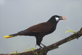 Montezuma's forehead bird (Gymnostinops montezuma), Costa Rica, Central America