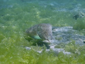 Cuttlefish, common cuttlefish (Acanthosepion aculeatum) moving across the algae-covered seabed,