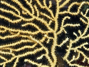 Close-up of yellowish gorgonian structure with fine branching, yellow gorgonian (Eunicella