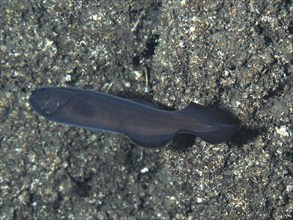 A juvenile conger eel (Conger conger) swims in a cave in front of a rock face in the Mediterranean